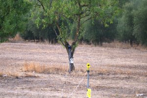 blancos tarrega arbol